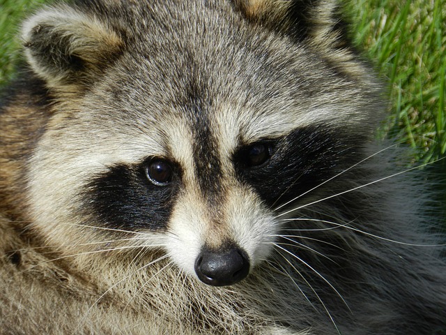 Free graphic raccoon animal procyon lotor to be edited by GIMP free image editor by OffiDocs