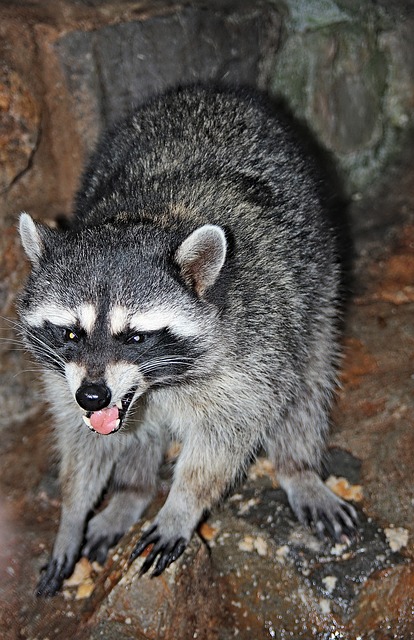 Free download raccoon animals mammals free picture to be edited with GIMP free online image editor
