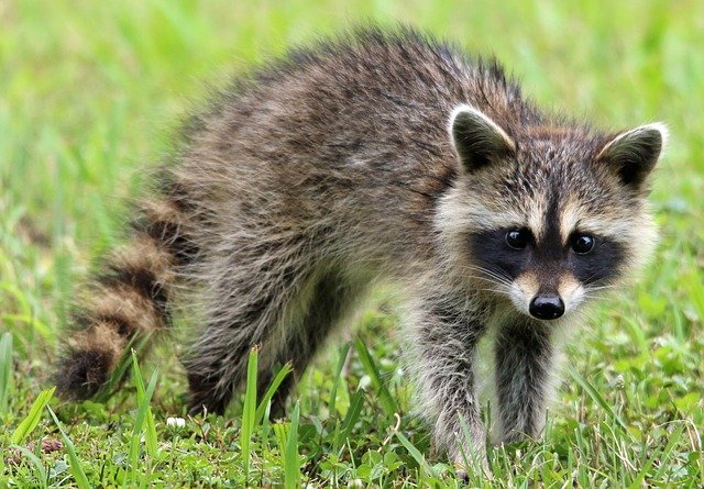 Free download raccoon animal wildlife forest free picture to be edited with GIMP free online image editor