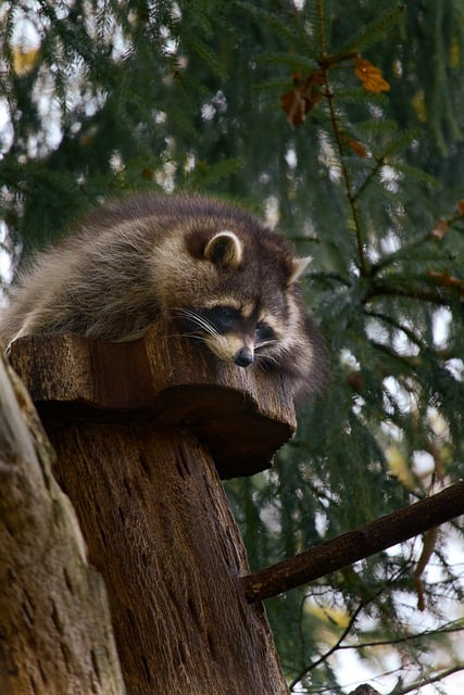 Free download raccoon animal wildlife nature free picture to be edited with GIMP free online image editor