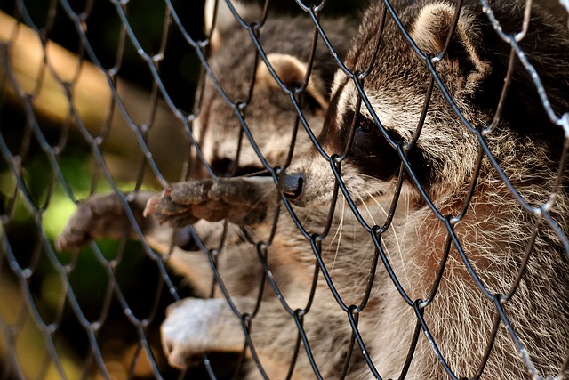 Free download raccoon beg wild animal furry free picture to be edited with GIMP free online image editor
