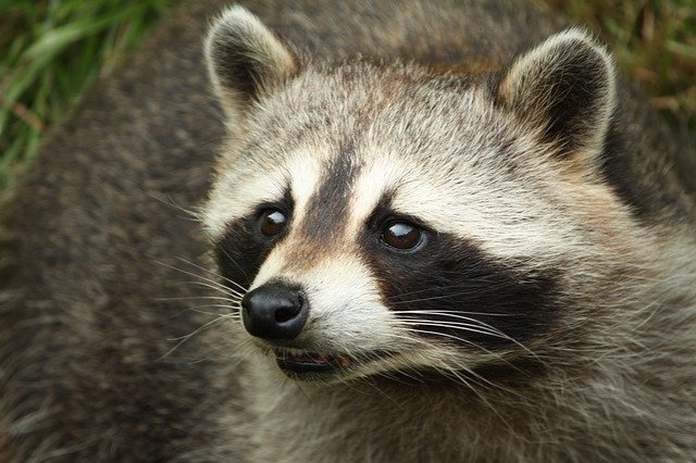 Descarga gratuita Raccoon Head Animals: foto o imagen gratuita para editar con el editor de imágenes en línea GIMP