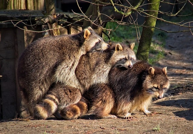 ດາວໂຫຼດຟຣີ raccoon mammal animal wildlife free picture to be edited with GIMP free online image editor