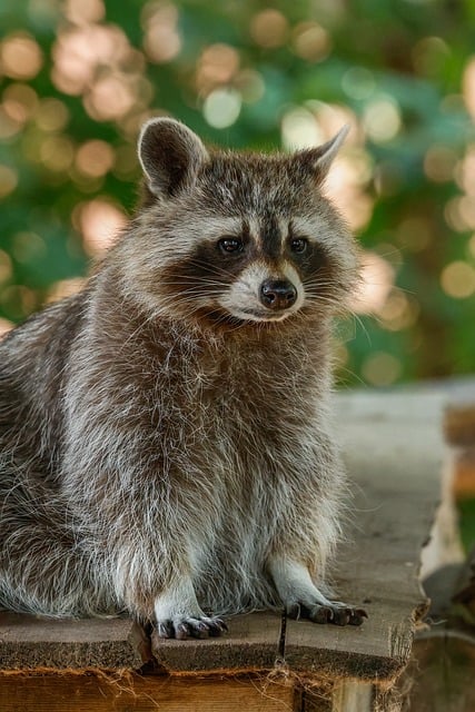 Free download raccoon nature animal free picture to be edited with GIMP free online image editor