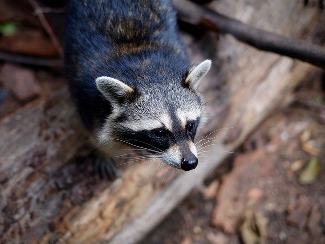 Free picture Raccoon Procyon Mammal -  to be edited by GIMP free image editor by OffiDocs