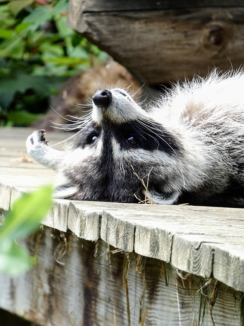 Free download raccoon rodent animal mammal cute free picture to be edited with GIMP free online image editor