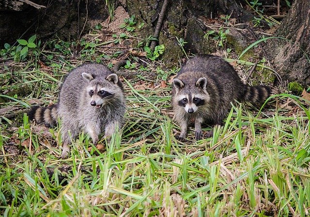 Muat turun percuma gambar percuma raccoons coon raccoon amerika utara untuk diedit dengan editor imej dalam talian percuma GIMP