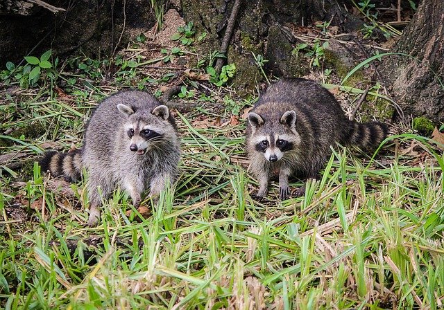 Téléchargement gratuit d'une image gratuite de ratons laveurs coon de raton laveur nord-américain à modifier avec l'éditeur d'images en ligne gratuit GIMP