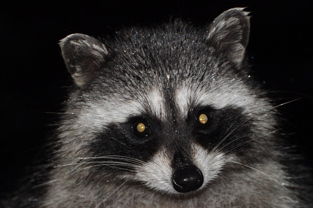 Free download raccoon varmint mammal masked free picture to be edited with GIMP free online image editor