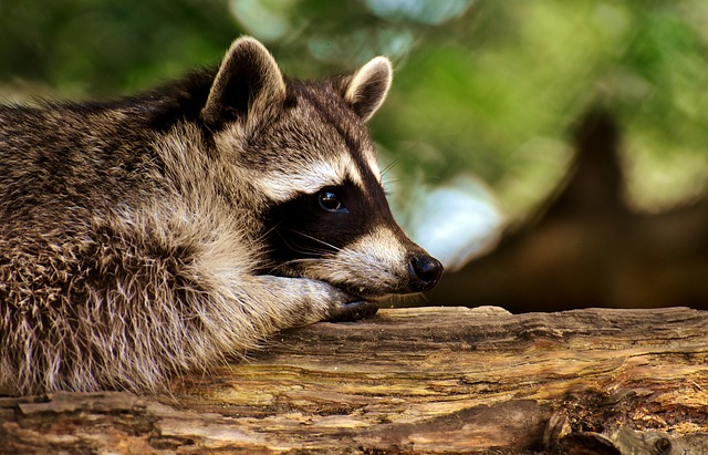 Free download raccoon wild animal furry mammal free picture to be edited with GIMP free online image editor
