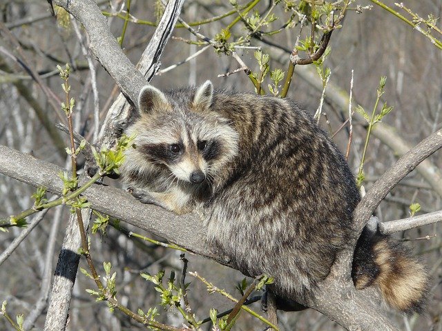 Free picture Raccoon Wild Life Cute -  to be edited by GIMP free image editor by OffiDocs