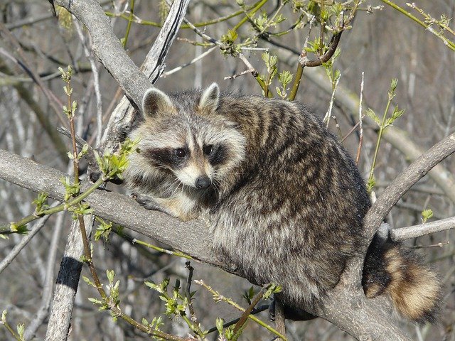 Unduh gratis Raccoon Wild Life Cute - foto atau gambar gratis untuk diedit dengan editor gambar online GIMP