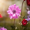 Radiant Anemone Blooms  screen for extension Chrome web store in OffiDocs Chromium