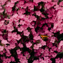 Radiant Blossom: A Garden of Deep Pink Cherry Blossoms in Full Bloom  screen for extension Chrome web store in OffiDocs Chromium