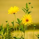 Radiant Yellow Blooms  screen for extension Chrome web store in OffiDocs Chromium
