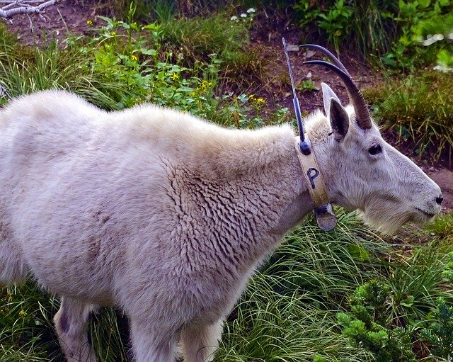 הורדה חינם Radio Tagged Mountain Goat Alpine - תמונה או תמונה בחינם לעריכה עם עורך תמונות מקוון GIMP