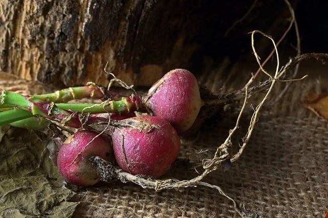 Free download radishes crop harvest free picture to be edited with GIMP free online image editor