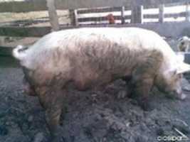 rafaelsalinasv GIMP online editor free Free download rafaelsalinasv free photo or picture to be edited with GIMP online image editor