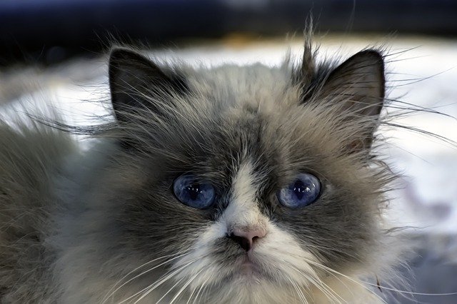 Free picture Ragdoll Cat Look -  to be edited by GIMP free image editor by OffiDocs