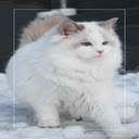 Ragdoll cat wallpaper  screen for extension Chrome web store in OffiDocs Chromium