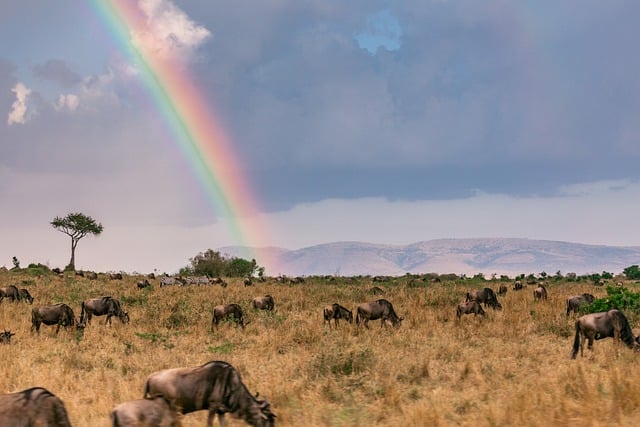 Free download rainbow animals safari wildebeest free picture to be edited with GIMP free online image editor