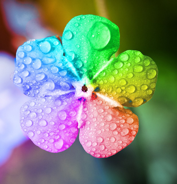 Free download rainbow flower raindrops colorful free picture to be edited with GIMP free online image editor
