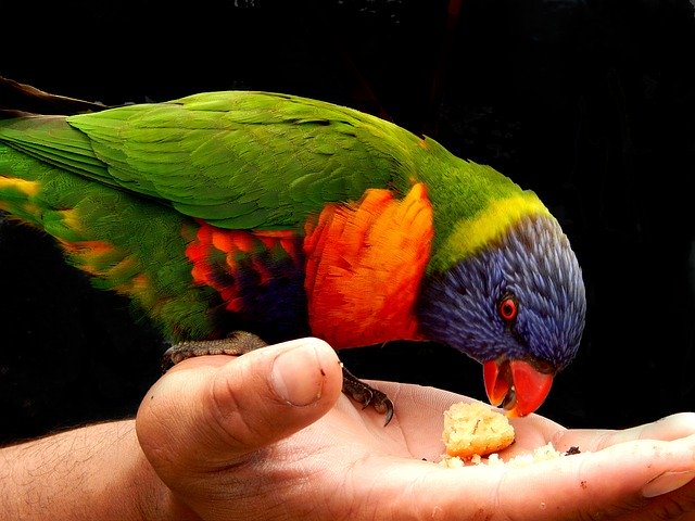 Free download Rainbow Lorikeet Bird Hand Feeding -  free photo or picture to be edited with GIMP online image editor