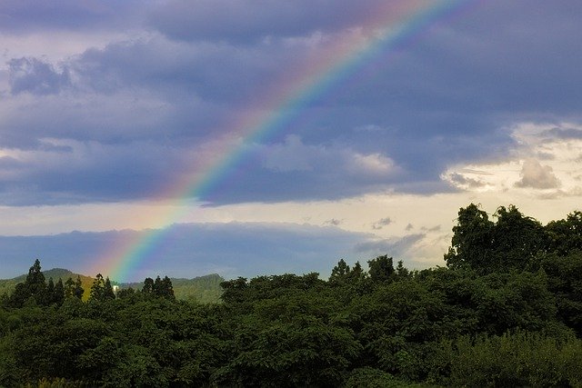 قم بتنزيل Rainbow Trees Colorful - صورة مجانية أو صورة مجانية ليتم تحريرها باستخدام محرر الصور عبر الإنترنت GIMP