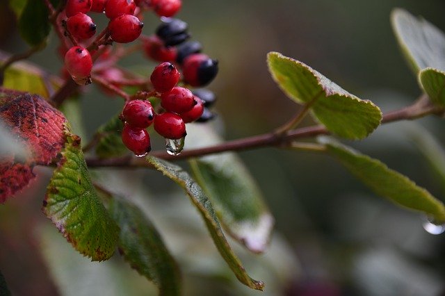 Téléchargement gratuit de Rain Drop Berry - photo ou image gratuite à éditer avec l'éditeur d'images en ligne GIMP