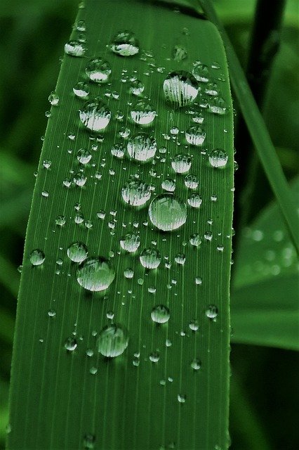 Free download raindrop dew reed p nature green free picture to be edited with GIMP free online image editor