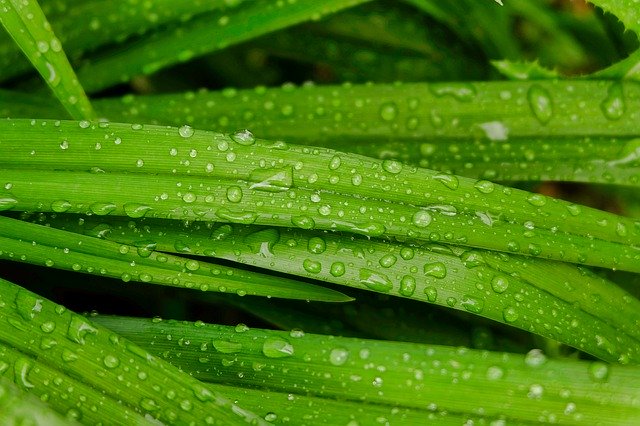 Descarga gratuita Rain Droplets Leaves - foto o imagen gratuita para editar con el editor de imágenes en línea GIMP