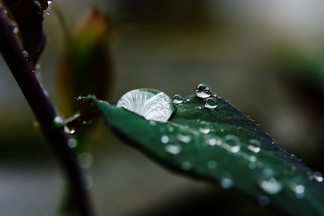 Baixar Rain Drop Of Water - foto ou imagem grátis para ser editada com o editor de imagens online GIMP