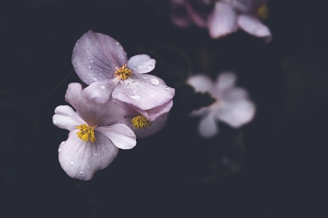 Descargue gratis la imagen gratuita de flores de begonia de gotas de lluvia para editar con el editor de imágenes en línea gratuito GIMP