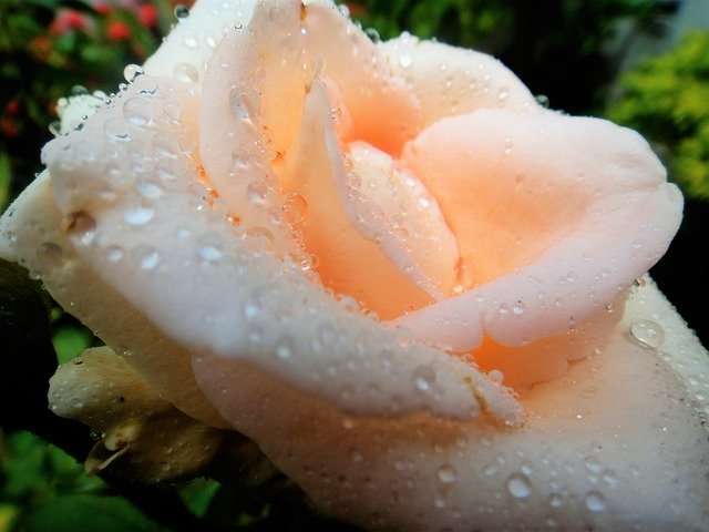 Descarga gratuita Raindrops Flor Rosa - foto o imagen gratuita para editar con el editor de imágenes en línea GIMP