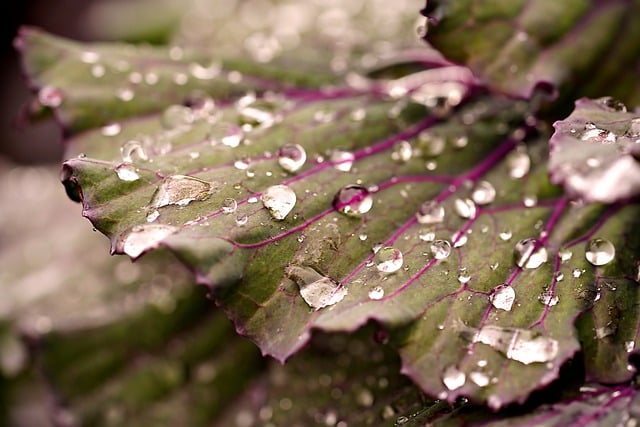 Free download raindrops giant cabbage waterdrops free picture to be edited with GIMP free online image editor