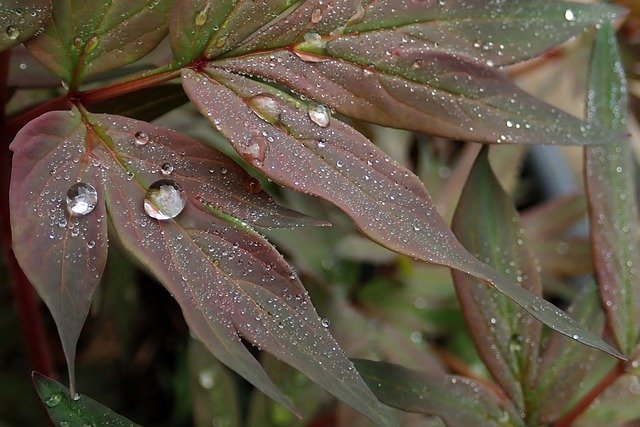 تنزيل مجاني Rain Drops Leaves Peony - صورة مجانية أو صورة ليتم تحريرها باستخدام محرر الصور عبر الإنترنت GIMP