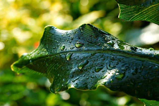 Free download raindrops leaves philodendron free picture to be edited with GIMP free online image editor
