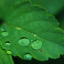 Raindrops on the leaves  screen for extension Chrome web store in OffiDocs Chromium