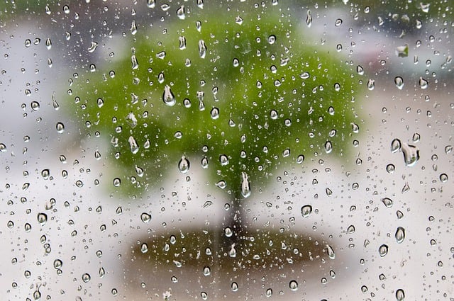 Free download raindrop tree rainy weather weather free picture to be edited with GIMP free online image editor