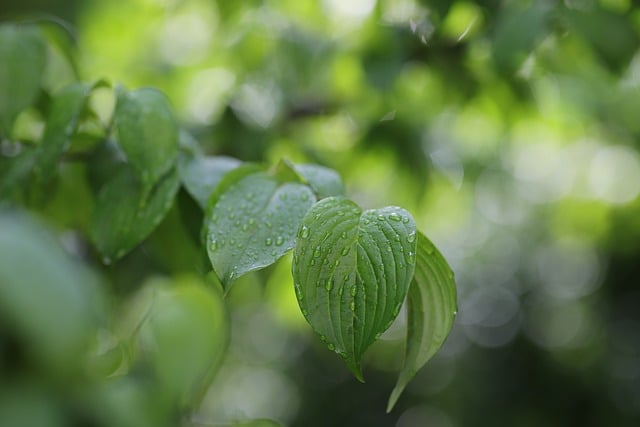Free download raindrop trickle freshness green free picture to be edited with GIMP free online image editor