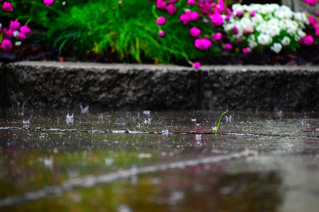 Free download Rain Flowers Vibrant -  free photo or picture to be edited with GIMP online image editor