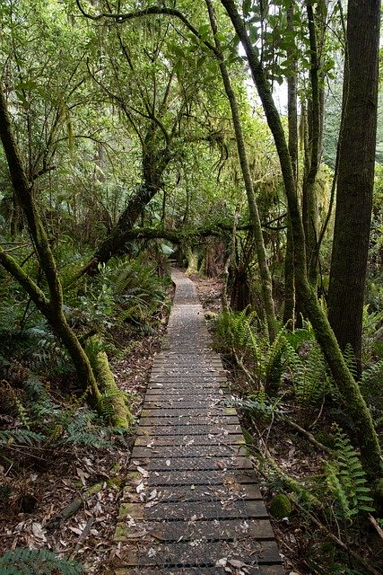 Free download Rainforest Ferns Forest -  free photo or picture to be edited with GIMP online image editor