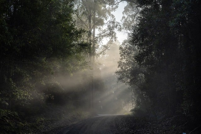 Free download rainforest sunbeam sunrise mist free picture to be edited with GIMP free online image editor