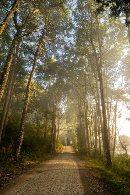 Free download rainforest sunrise mist fog trees free picture to be edited with GIMP free online image editor