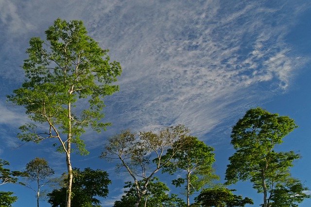 Free download Rainforest Trees Sky -  free photo or picture to be edited with GIMP online image editor