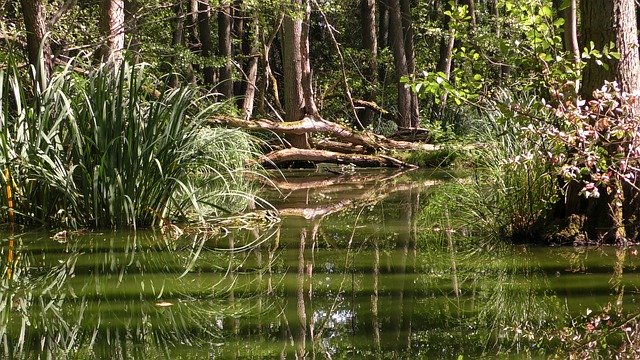 Unduh gratis Rainforest Water Jungle - foto atau gambar gratis untuk diedit dengan editor gambar online GIMP