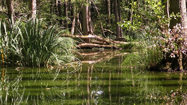 Free download Rainforest Water Jungle -  free photo or picture to be edited with GIMP online image editor