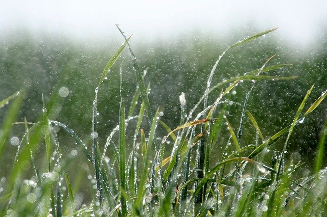 Free picture Rain Grass Wet -  to be edited by GIMP free image editor by OffiDocs