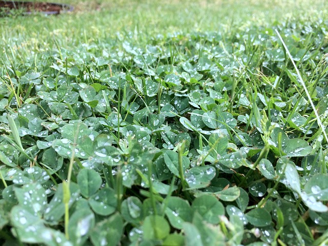 Free download rain green nature plant spring free picture to be edited with GIMP free online image editor
