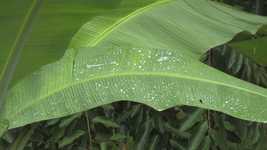 Free download Rain Leaves Green Heavy -  free video to be edited with OpenShot online video editor